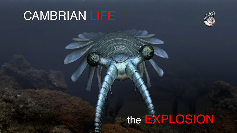 Cambrian Life the Explosion